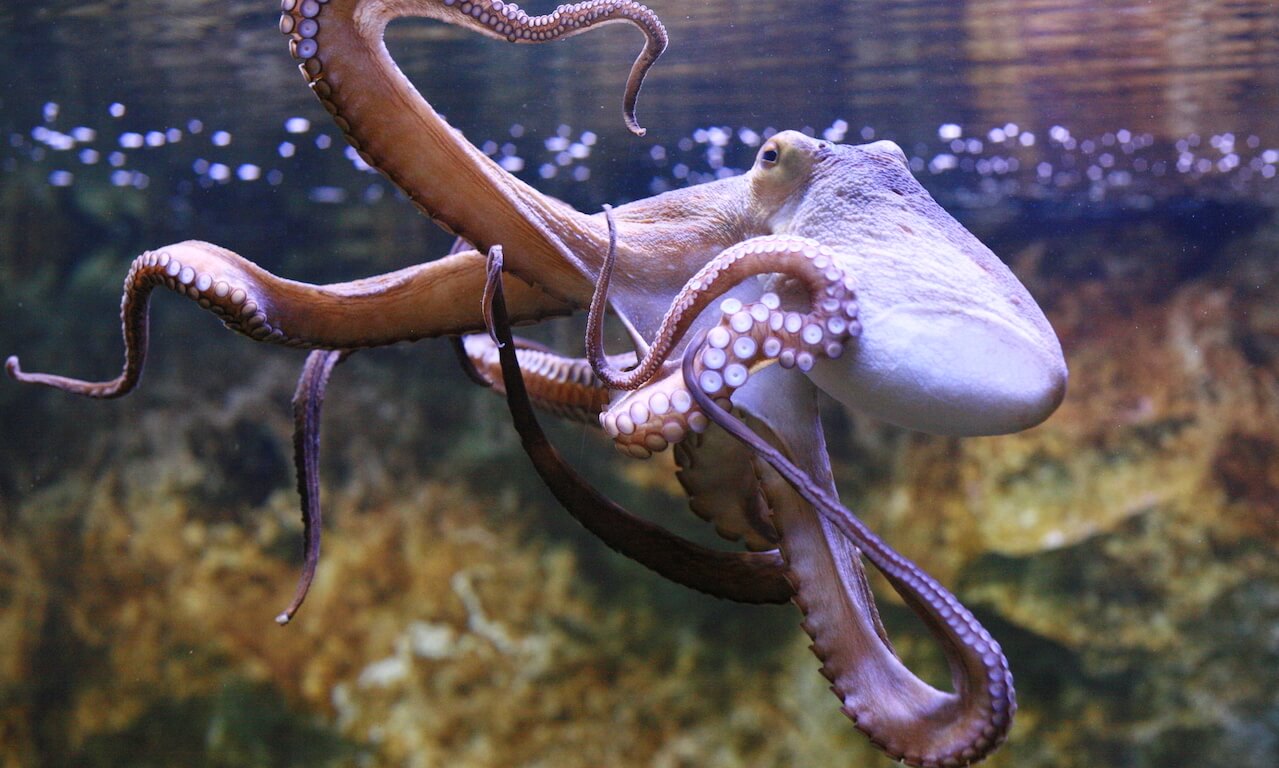 Octopus swimming underwater