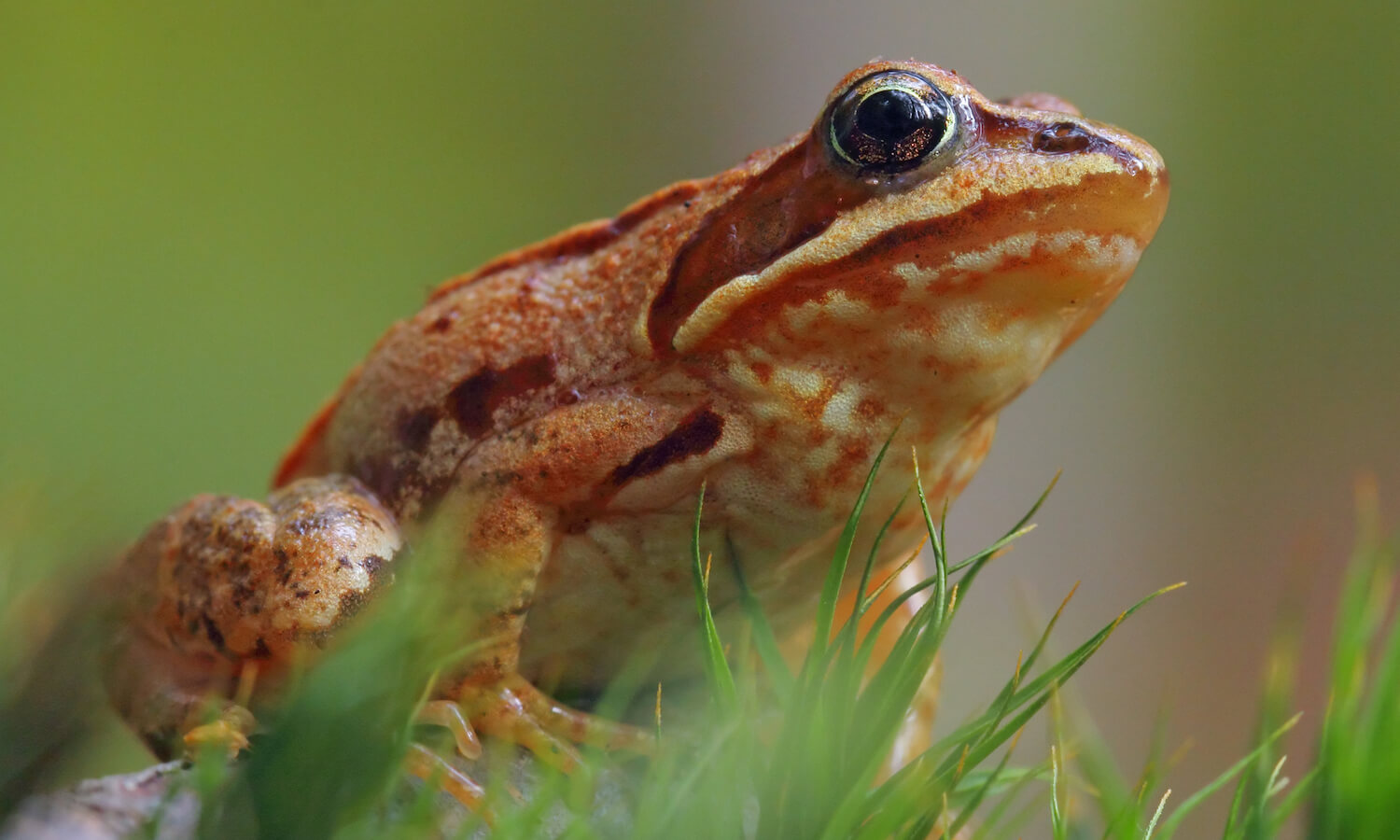 wood frog (Rana sylvatica)