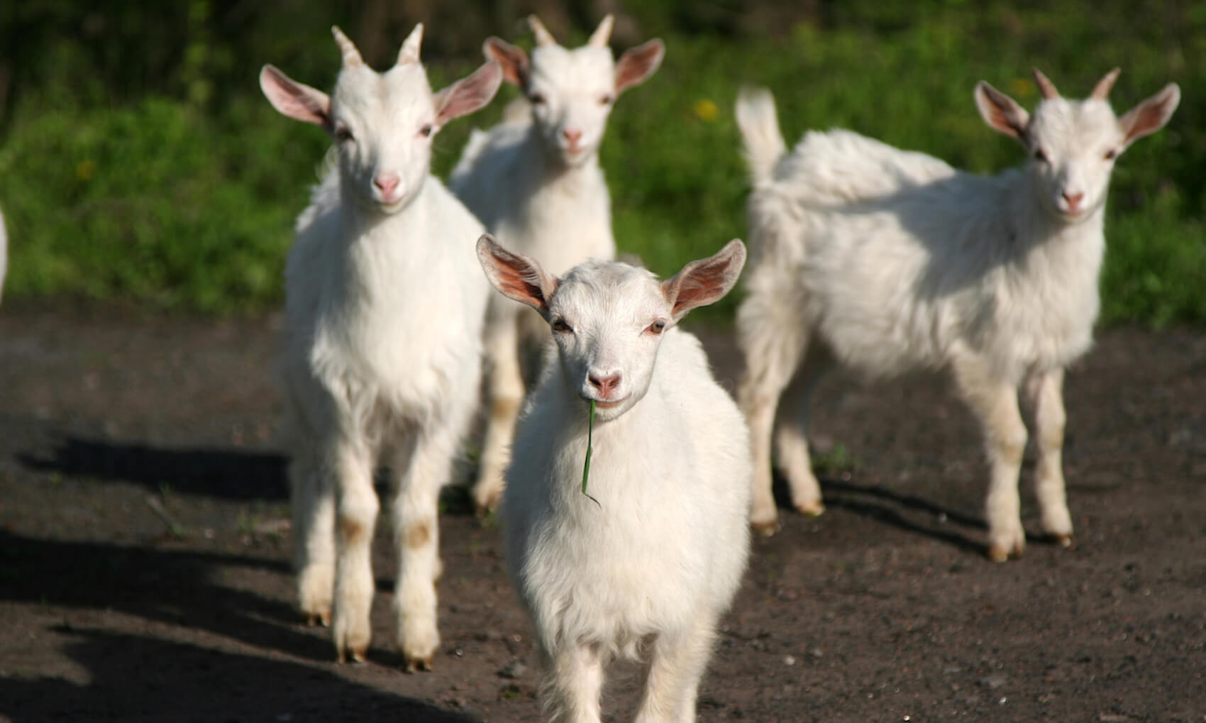 Four little white goats