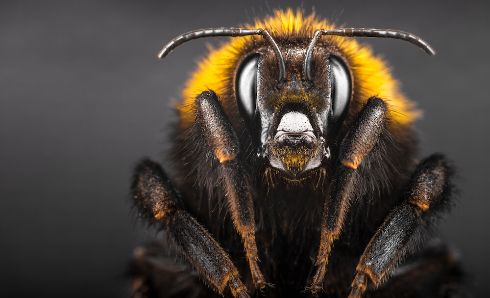 Portrait bumblebee close-up