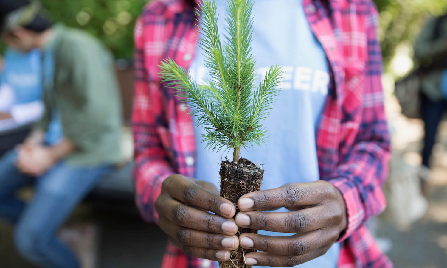 Close up of a tree-planting volunteer holding tree sapling