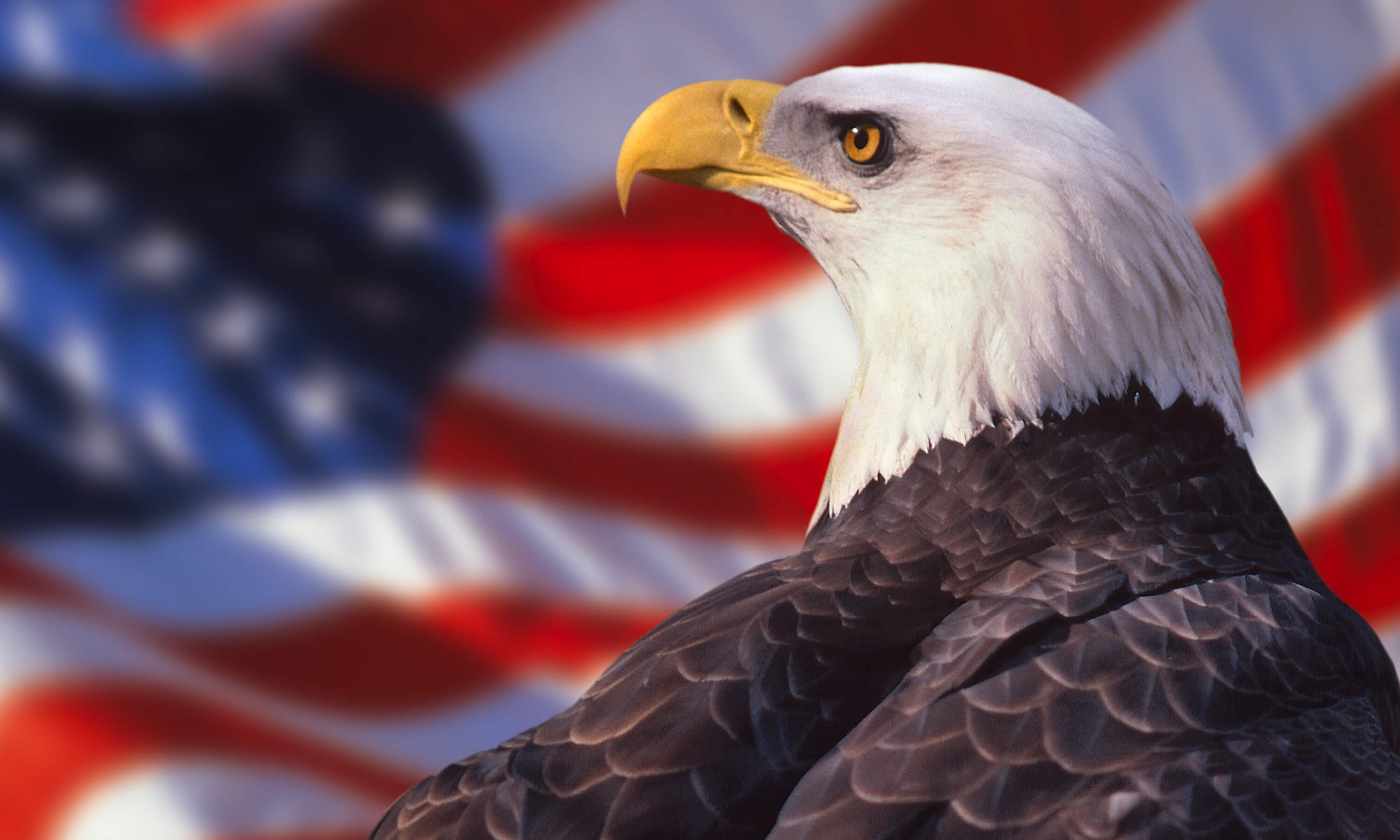 Bald eagle and American flag