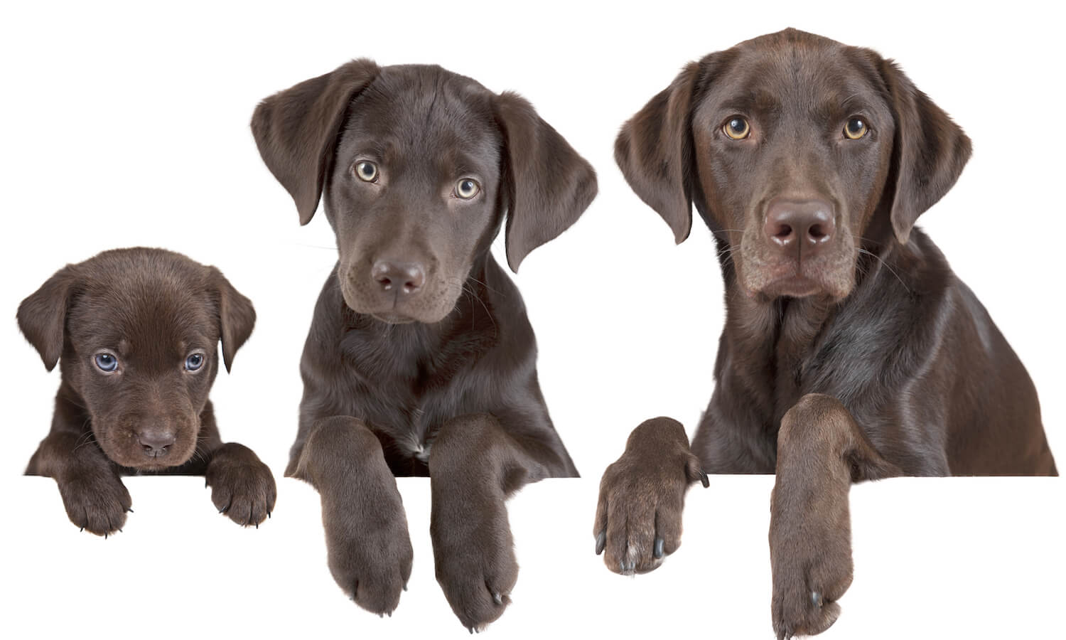 Dog's life growing stages (from puppy to adulthood) - Chocolate labrador retrievers