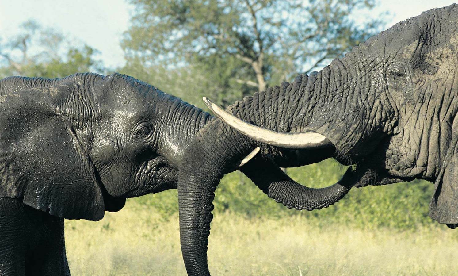 Two elephants (Loxodonta africana)
