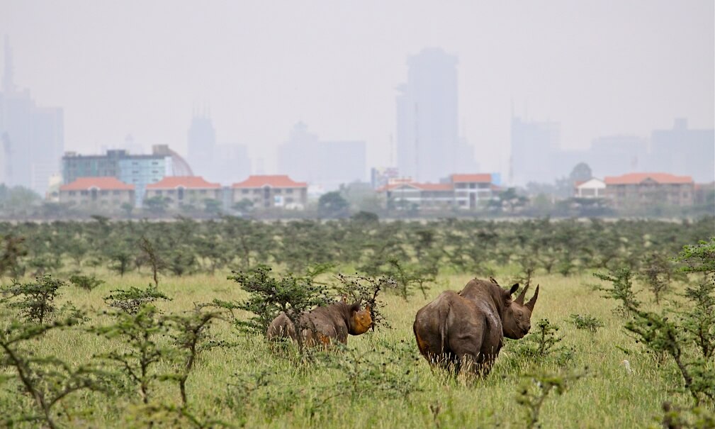 Kenya city with Rhinoceros in foreground