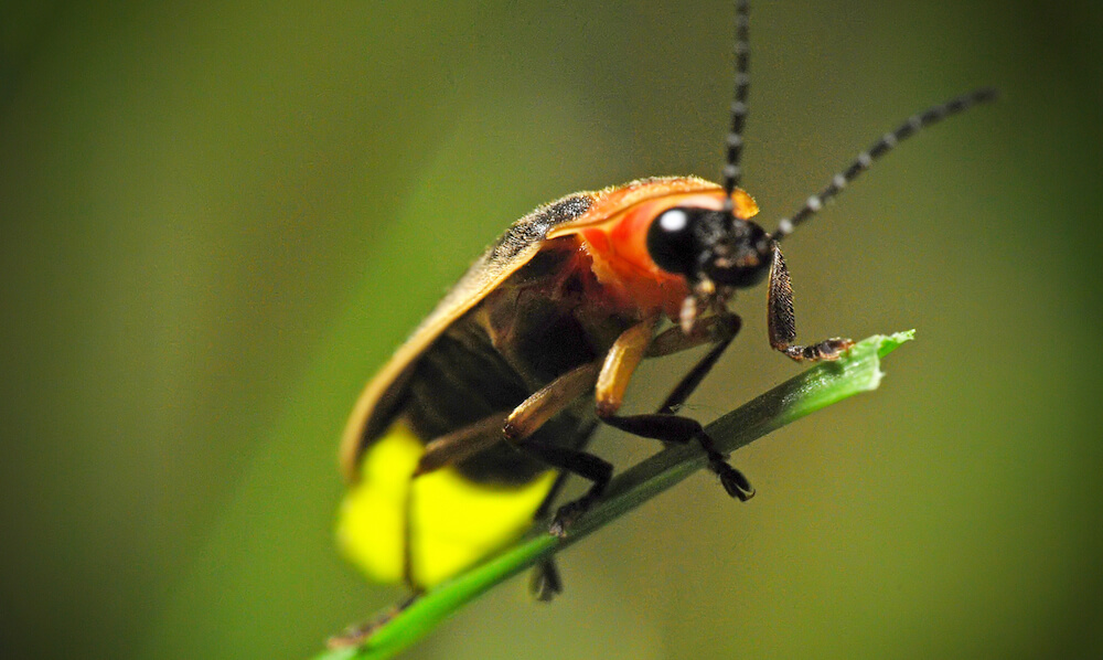 Firefly on blade of grass