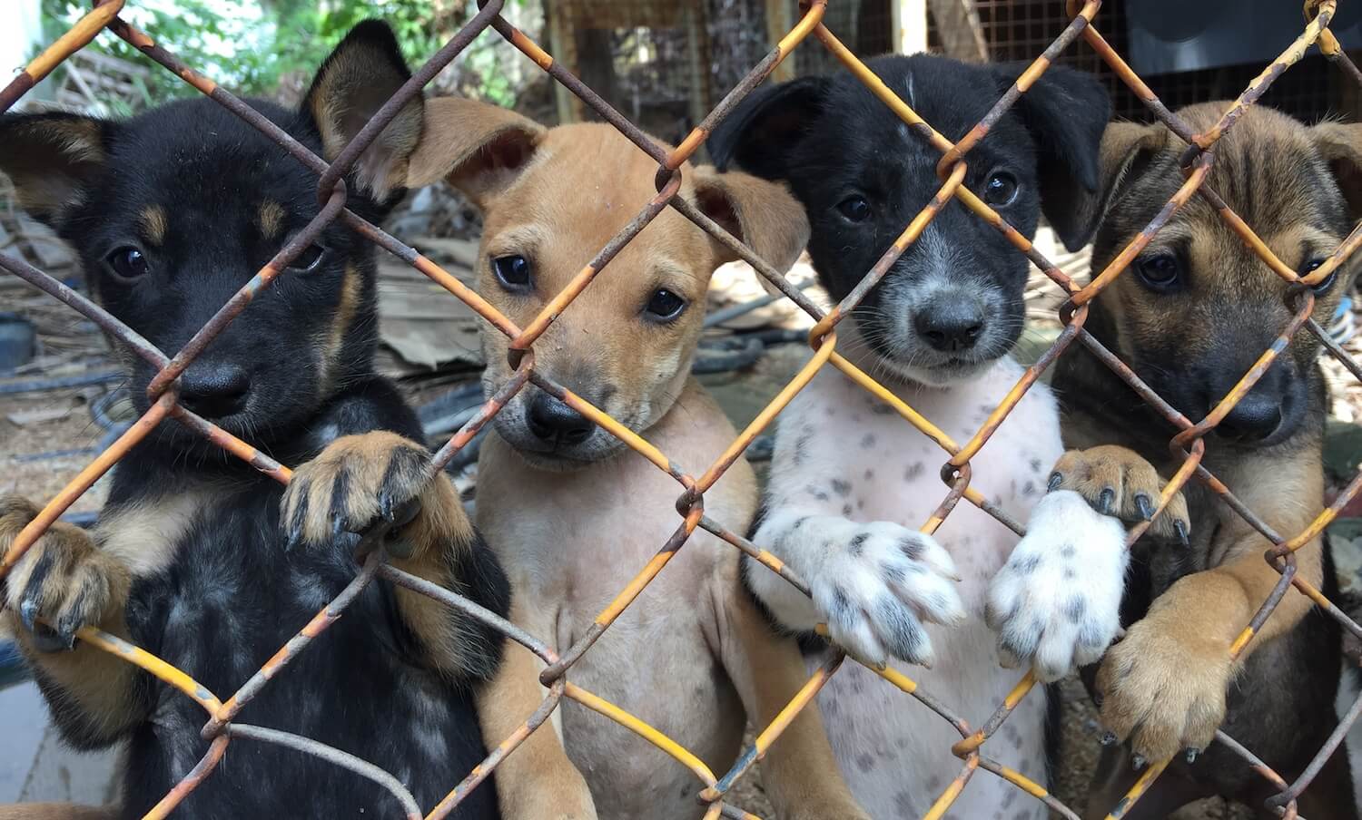 four puppies behind a fence waiting to be rescued