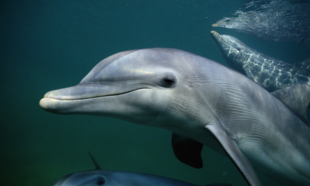 Bottlenose Dolphin, Caribbean