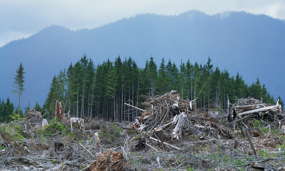Clear cutting, Olympic National Forest, Washington