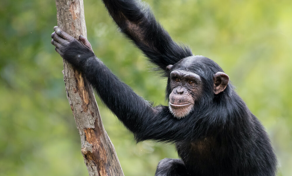 A Young Female Chimpanzee Climbing a Tree