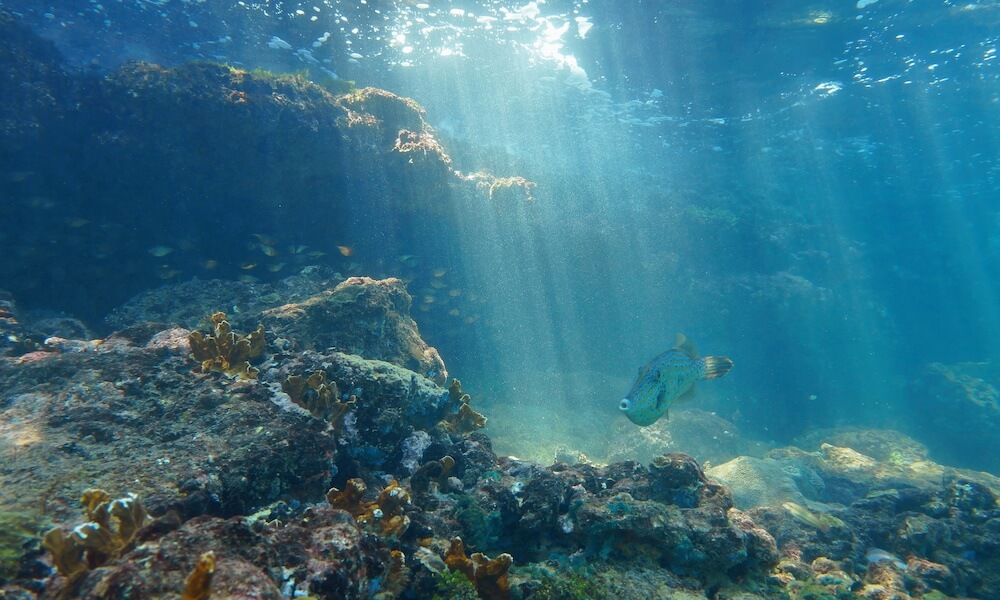 Ray of light underwater on reef