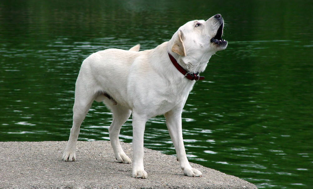 dog barking by a lake