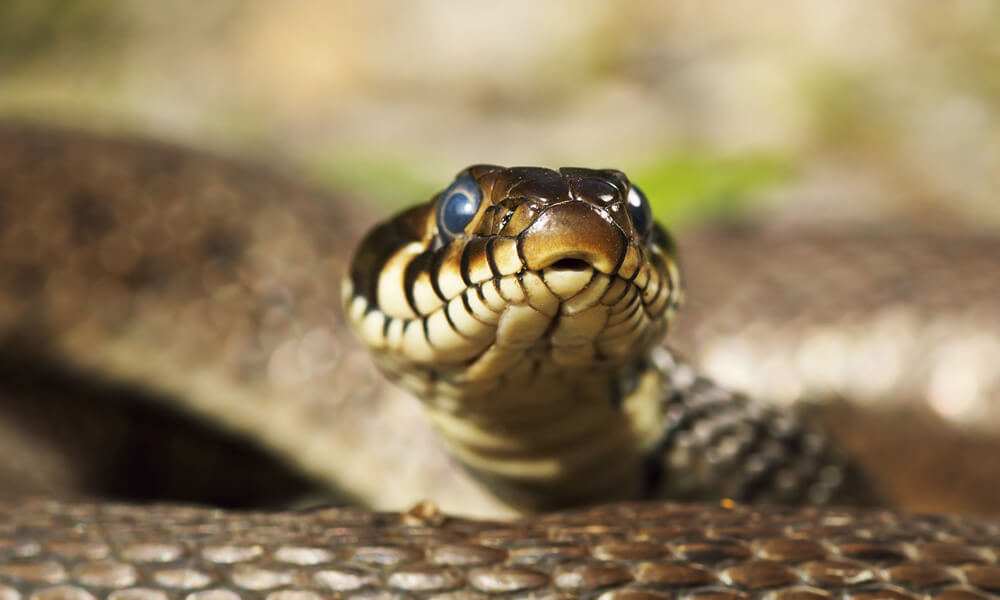 Head of grass snake looking at the camera ( portrait of Natrix natrix).