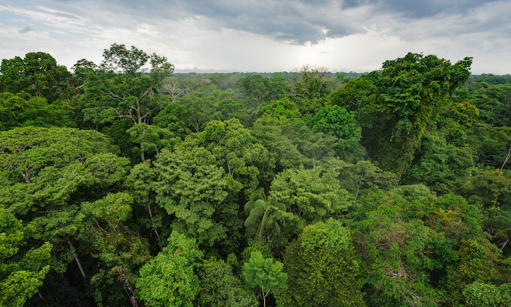 Peruvian Amazon Rainforest In Tambopata National Reserve