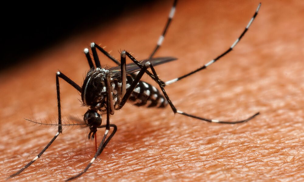 Mosquito biting human skin