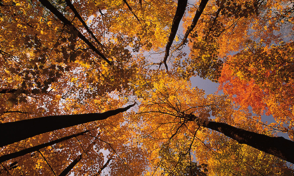 Looking up at trees in fall