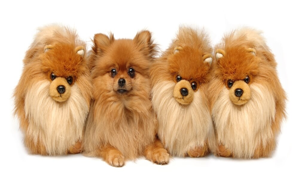 A Pomeranian sitting next to three fake ones on a white background