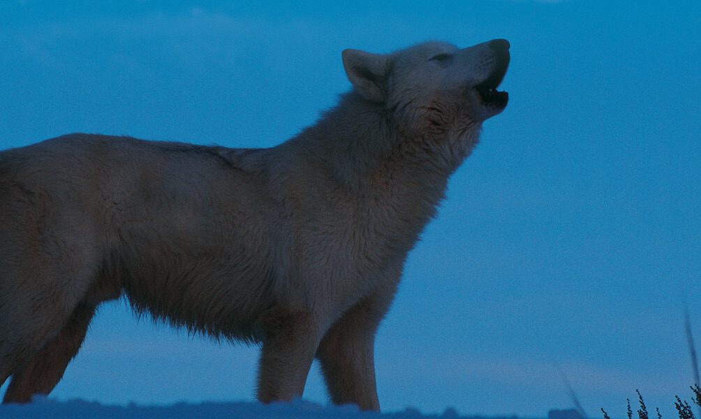 wolves howling