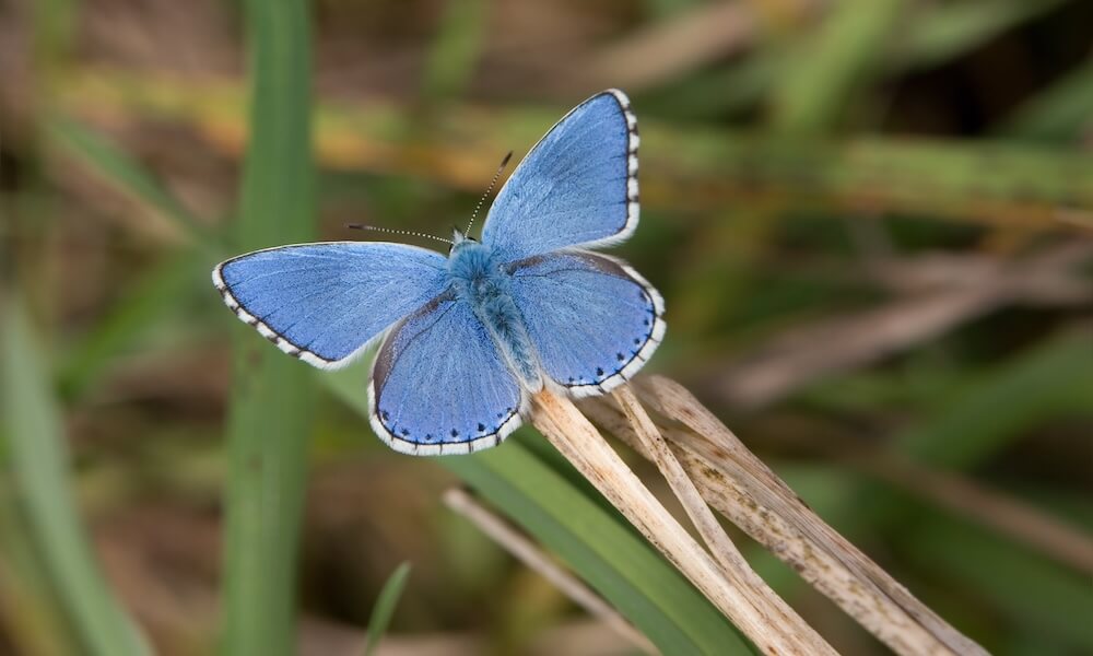 Common Blue (Polyommatus icarus); Shutterstock ID 10502080; Material Code: Starship English; GL code: 1500342