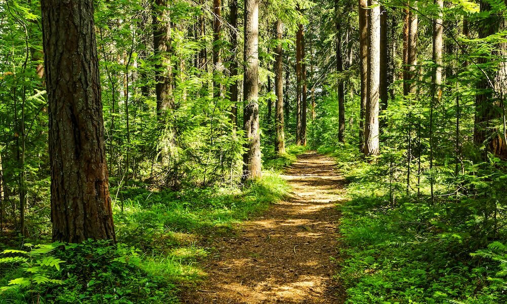 Forest trail sunlight landscape