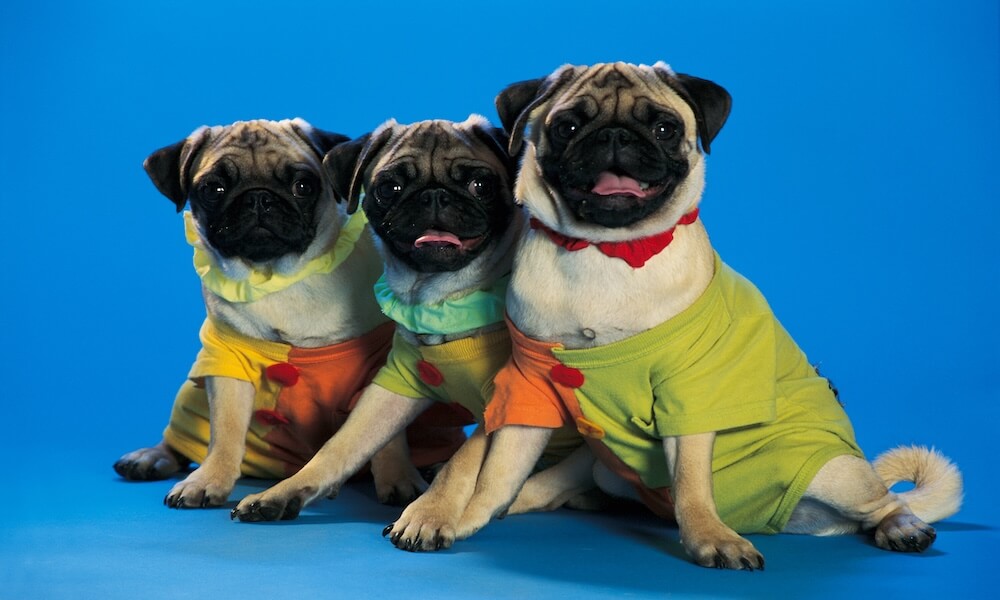 Dogs dressed up