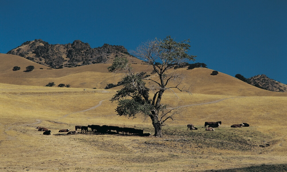 Cattle under trees in the shade.