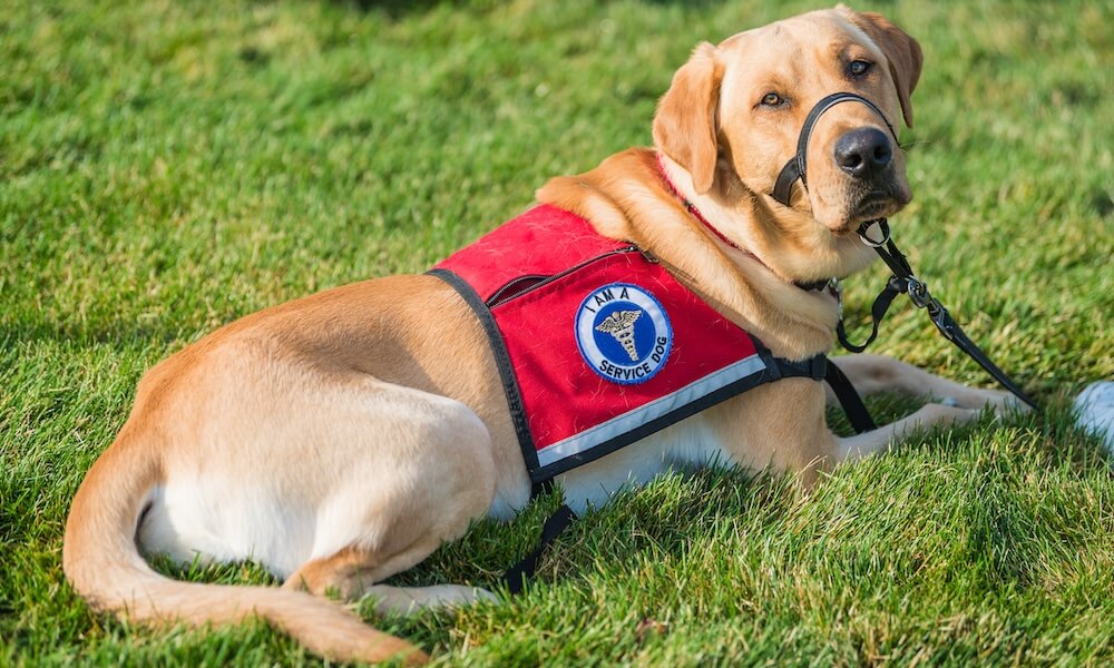 An adult yellow Labrador retriever wearing a service dog vest