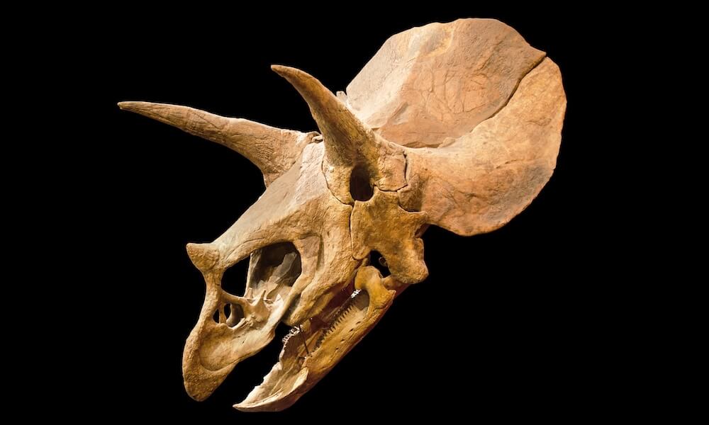Skull of Triceratops on black background