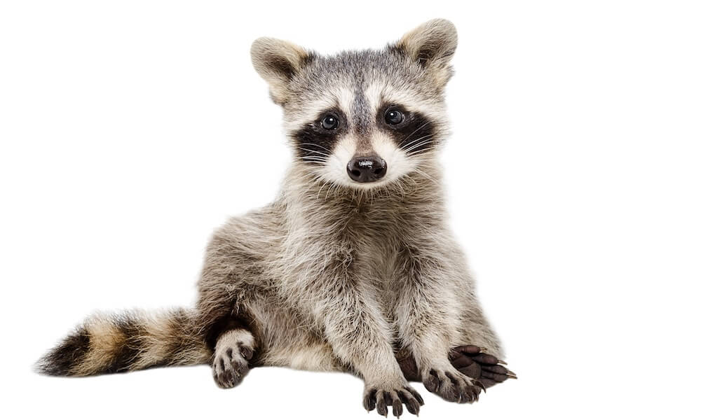 Funny raccoon sitting isolated on white background