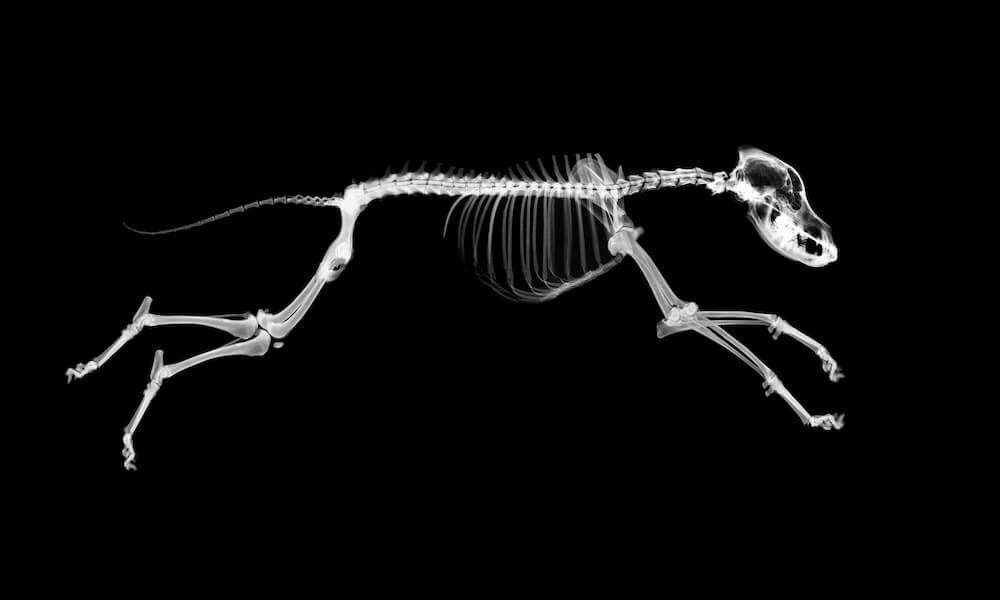 Skeleton of running dog
