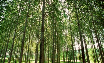France, Europe, trees, poplars, nature, groves, outdoors, forests, forestry