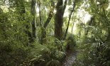 Lush foliage in tropical forest