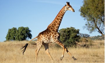 Giraffe (Giraffa camelopardalis) running on the African plains, South Africa