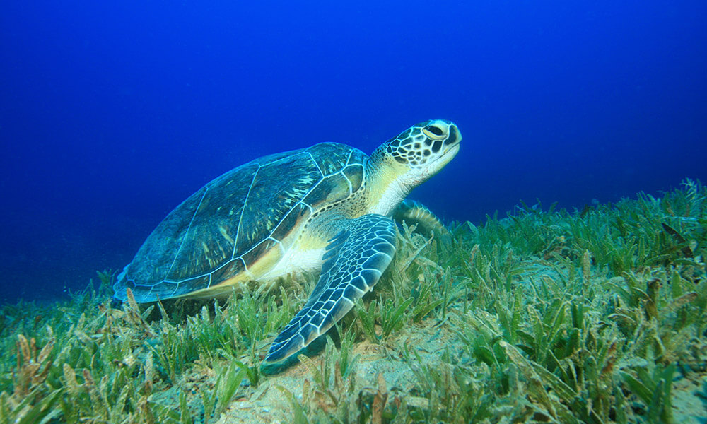 Green turtle (Chelonia mydas) feeding on seagrass