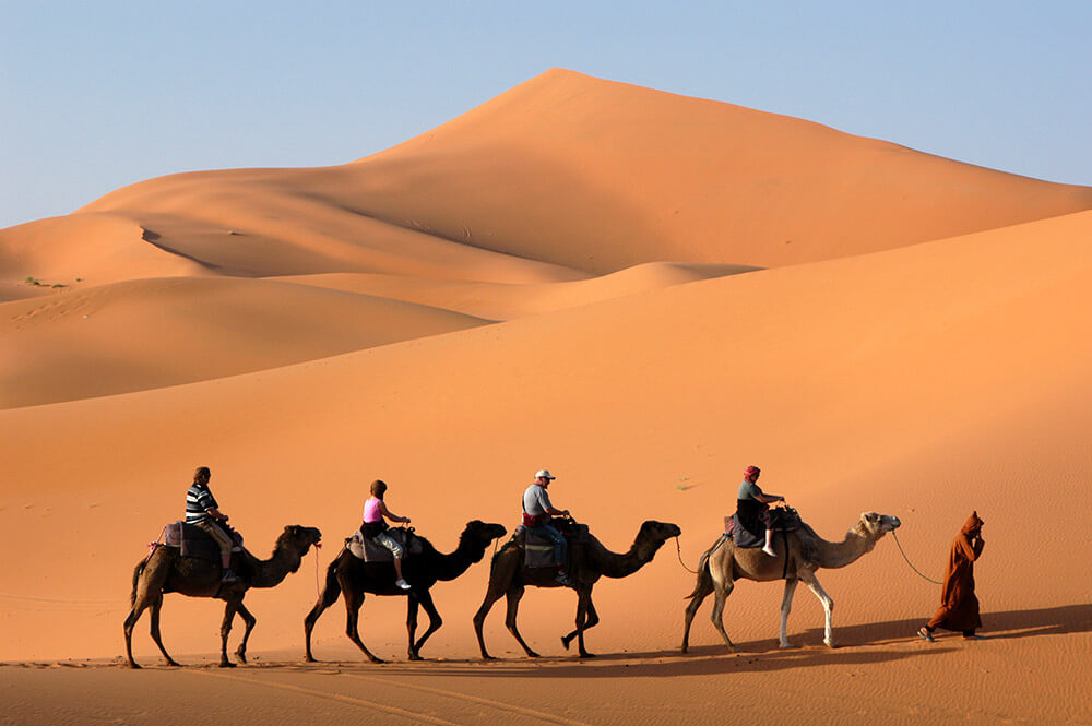 Camel caravan going through the sand dunes in the Sahara Desert