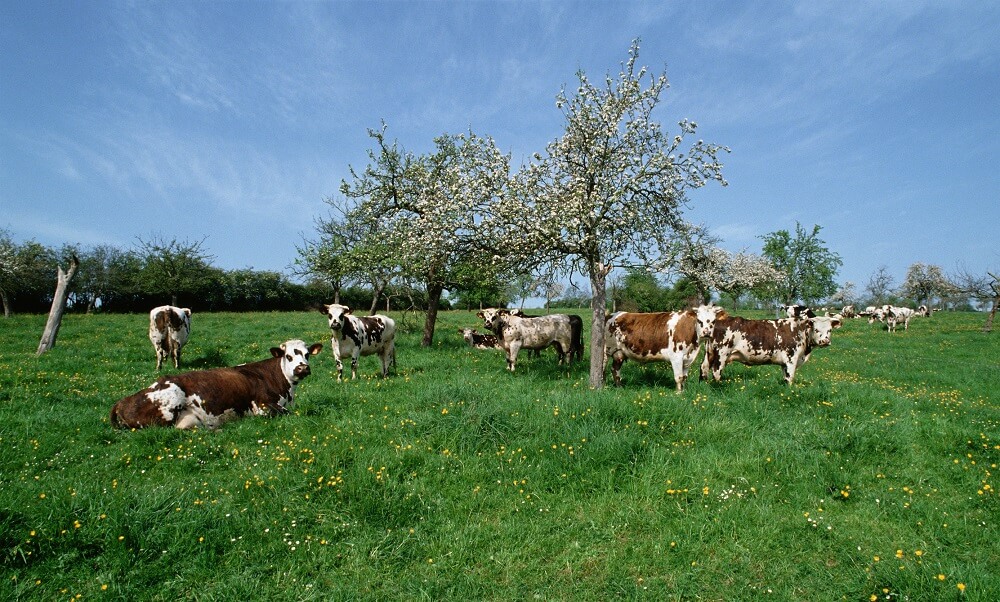 Cows in a green field