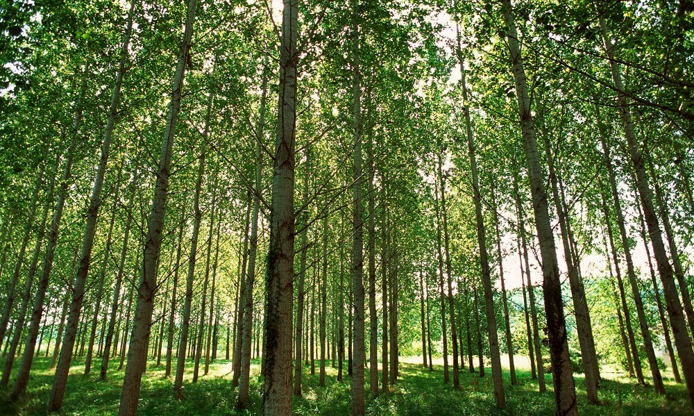  France, Europe, trees, poplars, nature, groves, outdoors, forests, forestry
