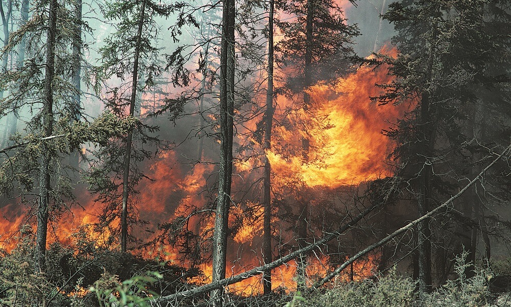 Forest fire, Canada, North America