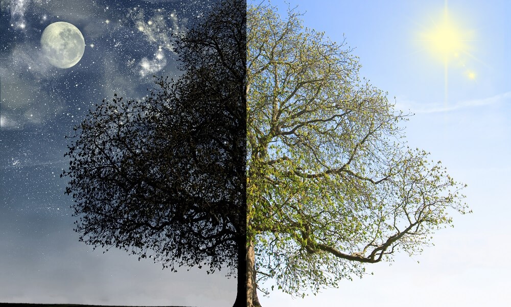 Day vs. night tree concept