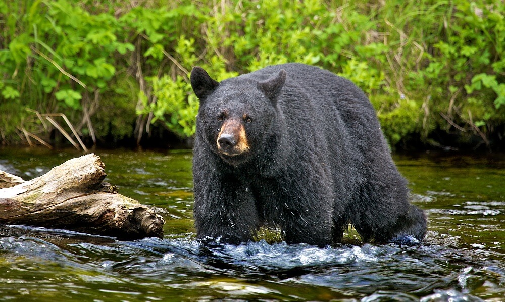 Black bear crossing a river in Alaska