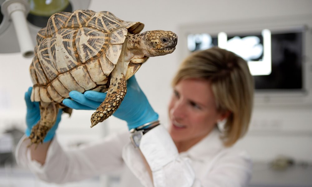 Veterinary surgeon in zoo during her work with an Indian star tortoise