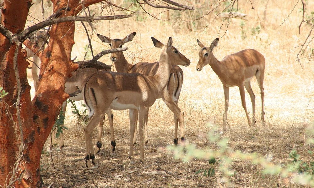 Antelopes in la Reserve de Bandia, Senegal, Africa
