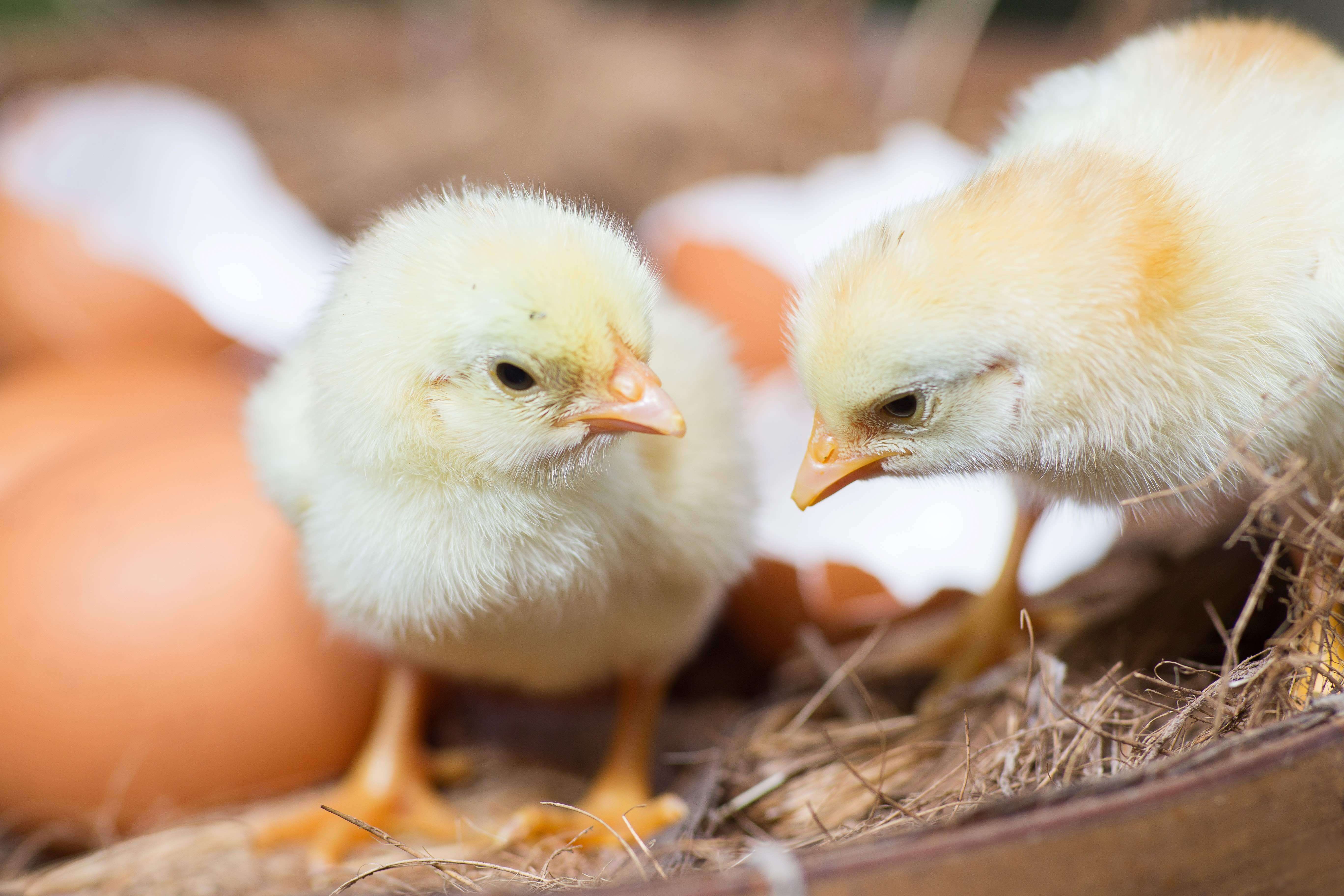 little fluffy chicks standing next to eggs