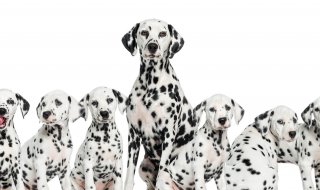 dalmation2