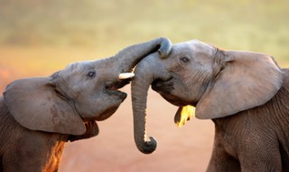 Two elephants greeting each other by touching trunks. Two elephants greeting each other by touching trunks.