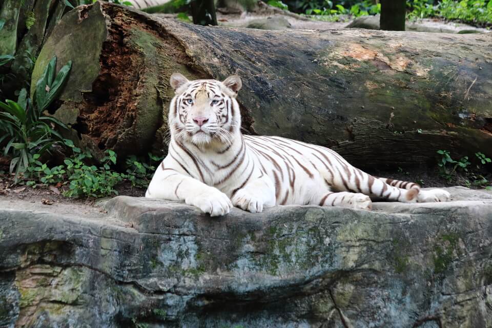 White tiger resting on a rock, looking forward