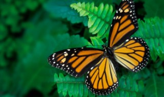 A monarch butterfly sitting on a fern.