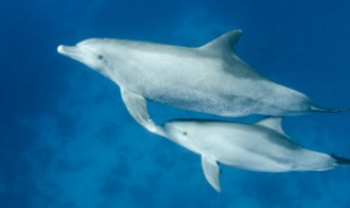 Two dolphins swimming together underwater. Two dolphins swimming together underwater.