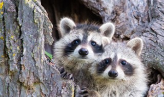 Two young raccoons peeping out from a hole in a tree trunk.
