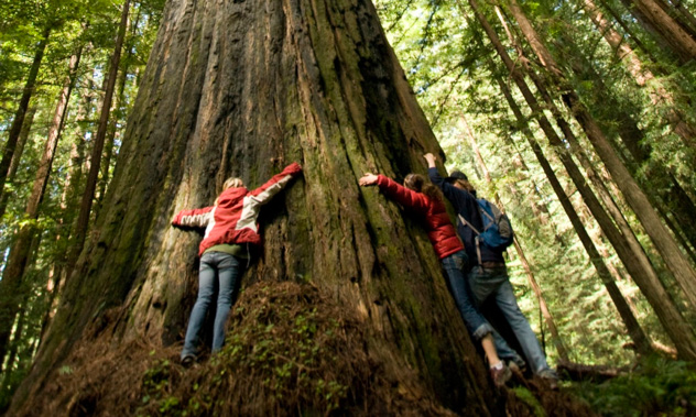 Three hikers hugging the gigantic trunk of a Californian Redwood tree.
